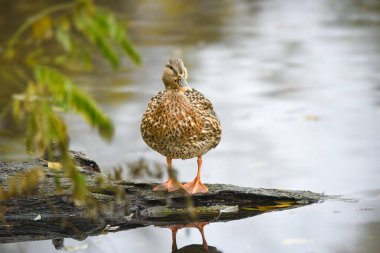 ducks on the lake 2023