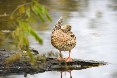ducks on the lake 2023