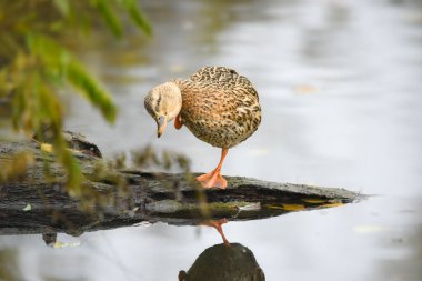 ducks on the lake 2023