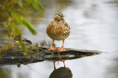 ducks on the lake 2023