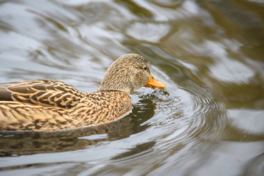 ducks on the lake 2023