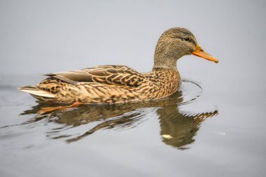 ducks on the lake 2023