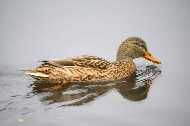 ducks on the lake 2023