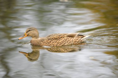 ducks on the lake 2023
