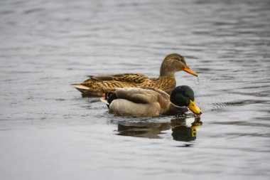 ducks on the lake 2023