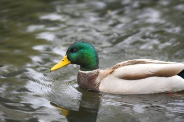 2024 gölündeki ördekler