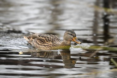 2024 gölündeki ördekler