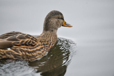 2024 gölündeki ördekler