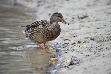 2024 gölündeki ördekler