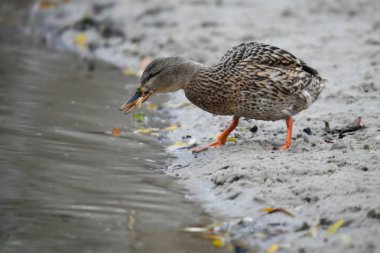 2024 gölündeki ördekler