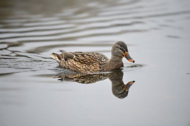 2024 gölündeki ördekler