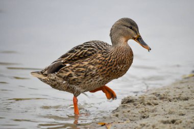 2024 gölündeki ördekler