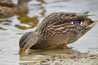 2024 gölündeki ördekler