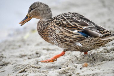 2024 gölündeki ördekler