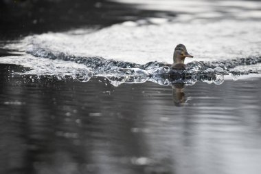 2024 gölündeki ördekler