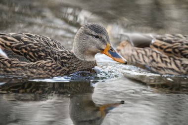 2024 gölündeki ördekler