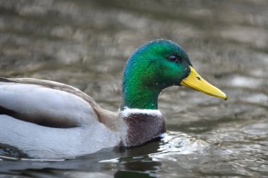 2024 gölündeki ördekler