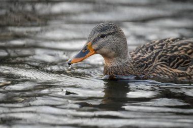 2024 gölündeki ördekler