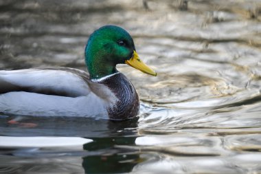 2024 gölündeki ördekler