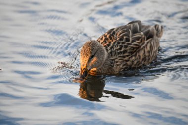 2024 gölündeki ördekler