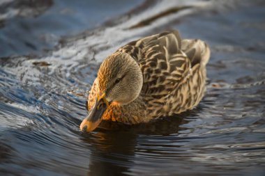 2024 gölündeki ördekler