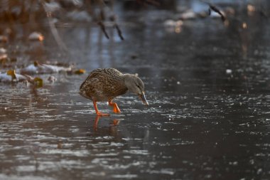 2024 gölündeki ördekler