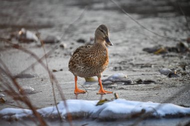 2024 gölündeki ördekler
