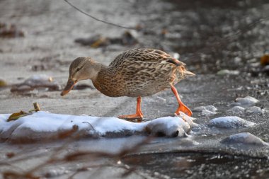 2024 gölündeki ördekler