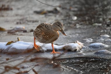 2024 gölündeki ördekler