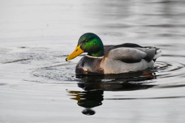 2024 gölündeki ördekler