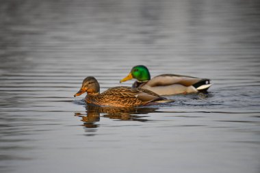 2024 gölündeki ördekler