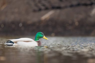 2025 gölündeki ördekler