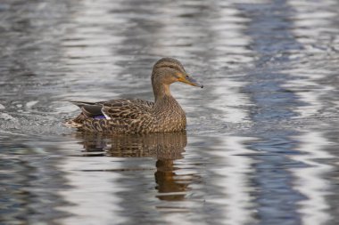 2025 gölündeki ördekler