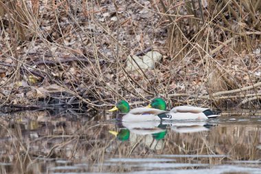 2025 gölündeki ördekler