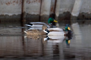 2025 gölündeki ördekler