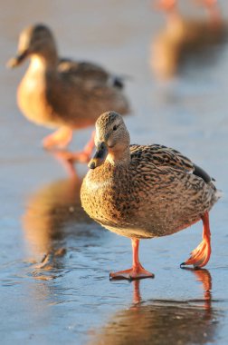 2022 gölündeki ördekler.