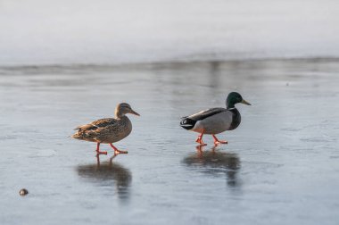2022 gölündeki ördekler.