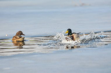 2022 gölündeki ördekler.