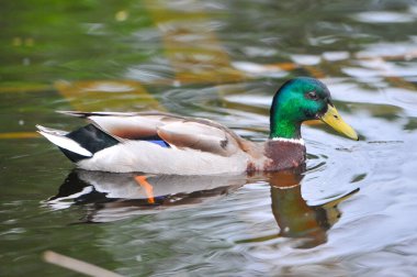 2022 gölündeki ördekler.