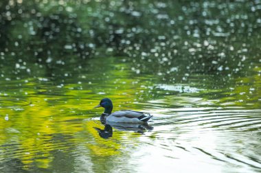 2022 gölündeki ördekler.