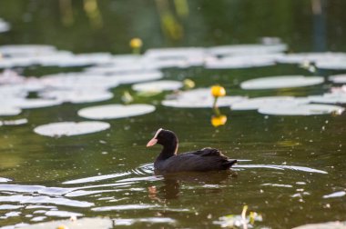 2022 gölündeki ördekler.