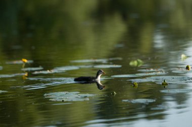 2022 gölündeki ördekler.