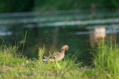 2022 gölündeki ördekler.