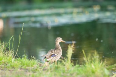2022 gölündeki ördekler.
