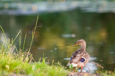 2022 gölündeki ördekler.