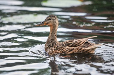2022 gölündeki ördekler.