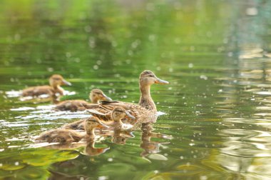 2022 gölündeki ördekler.