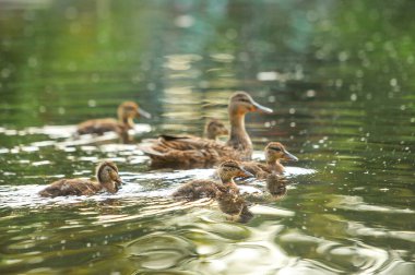 2022 gölündeki ördekler.