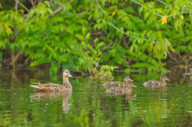 2022 gölündeki ördekler.