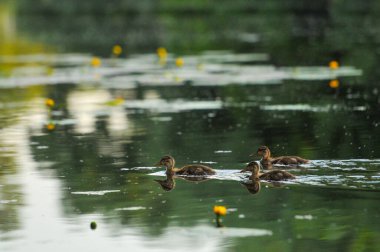 2022 gölündeki ördekler.